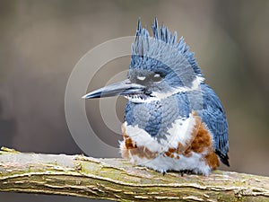 Belted Kingfisher