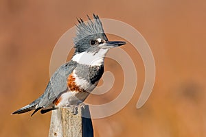 Belted Kingfisher photo