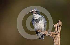 Belted Kingfisher Fishing in a Pond