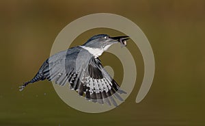 Belted Kingfisher Fishing in a Pond