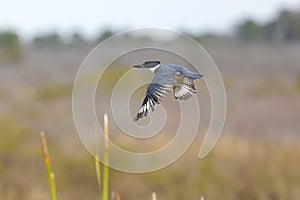 Belted Kingfisher In Flight