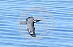 Belted Kingfisher in Flight