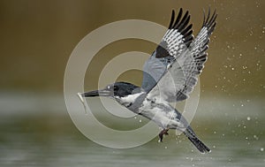 A Belted Kingfisher in Florida