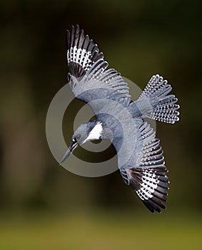 A Belted Kingfisher in Florida