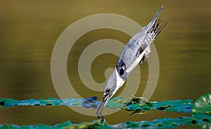 A Belted Kingfisher in Florida