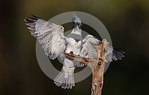 A Belted Kingfisher in Florida