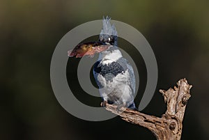 A Belted Kingfisher in Florida