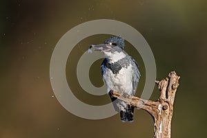 A Belted Kingfisher in Florida