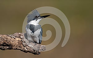 A Belted Kingfisher in Florida
