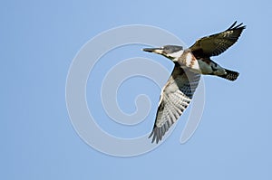 Belted Kingfisher Flying in a Blue Sky