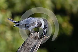 A Belted Kingfisher with a freshly caught fish from atop a post in Canada