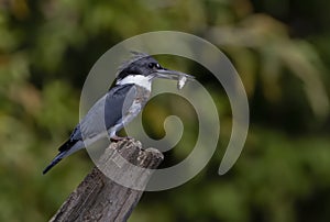 A Belted Kingfisher with a freshly caught fish from atop a post in Canada