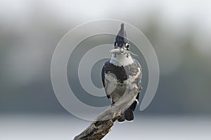 Belted Kingfisher