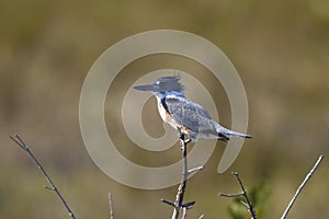 Belted kingfisher, megaceryle alcyon photo