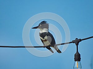 Belted Kingfisher, Megaceryle alcyon