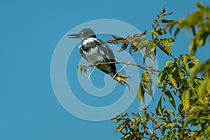 Belted Kingfisher - Megaceryle alcyon