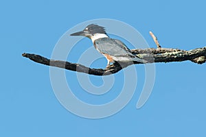 Belted Kingfisher - Megaceryle alcyon