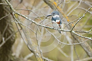 Belted Kingfisher - Megaceryle alcyon