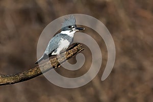 Belted Kingfisher - Megaceryle alcyon