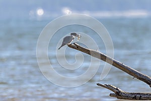 The belted kingfisher Megaceryle alcyon