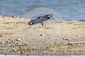 The belted kingfisher Megaceryle alcyon