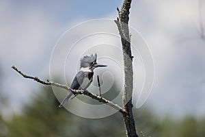 The belted kingfisher Megaceryle alcyon