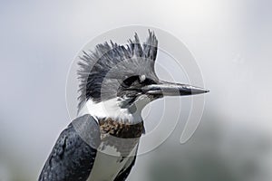 The belted kingfisher Megaceryle alcyon