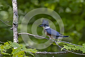 The belted kingfisher (Megaceryle alcyon)