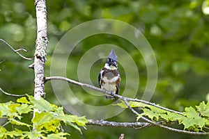 The belted kingfisher (Megaceryle alcyon)