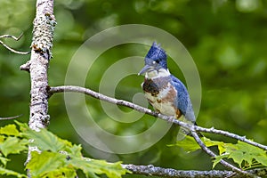 The belted kingfisher (Megaceryle alcyon)