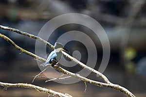 Belted kingfisher, Megaceryle alcyon, on a branch over a river