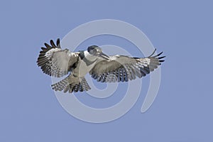 Belted Kingfisher (Megaceryle alcyon) in flight