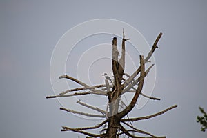 A belted kingfisher, Megaceryle alcyon, perched on an old dead tree