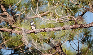 Belted Kingfisher Megaceryle alcyon perches high up in a tree