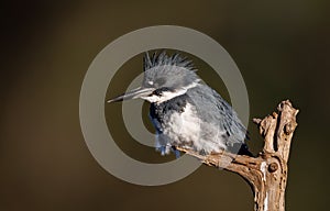 Belted Kingfisher on a perch in Florida
