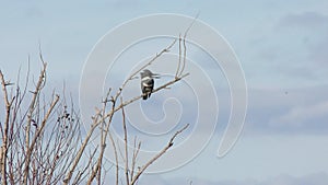 Belted Kingfisher perched against the sky in Florida wetlands