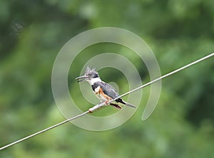 Belted Kingfisher perched on wire Megaceryle alcyon