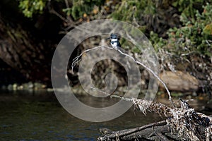 Belted Kingfisher perches on a curverd branch near the water at Esquimalt Lagoon photo