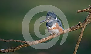 Belted Kingfisher Portrait