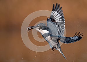 A Belted Kingfisher Portrait