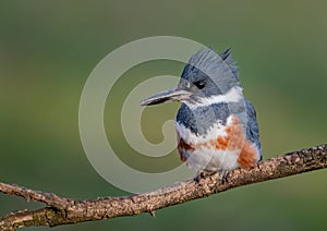 Belted Kingfisher Portrait