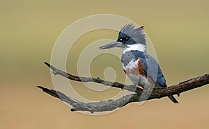 A Belted Kingfisher Portrait