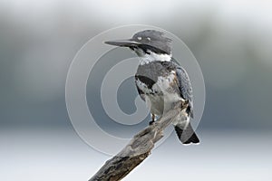 Belted Kingfisher