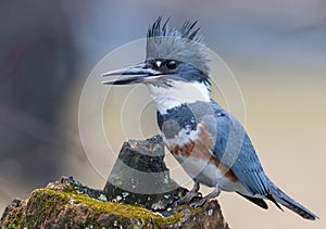 Belted Kingfisher in the Rain