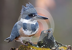 Belted Kingfisher in the Rain