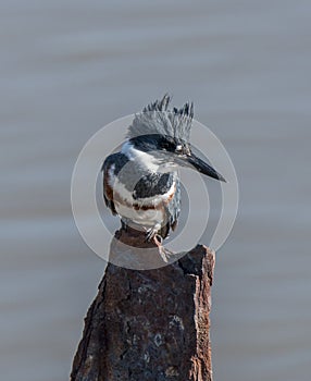 Belted Kingfisher on Rusty Piling