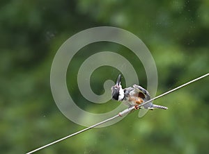 Belted Kingfisher shakes water off Megaceryle alcyon photo