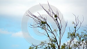 Belted kingfisher in a tree