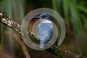 Belted kingfisher in a tree