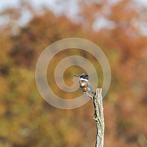 Belted Kingfisherwith fall background